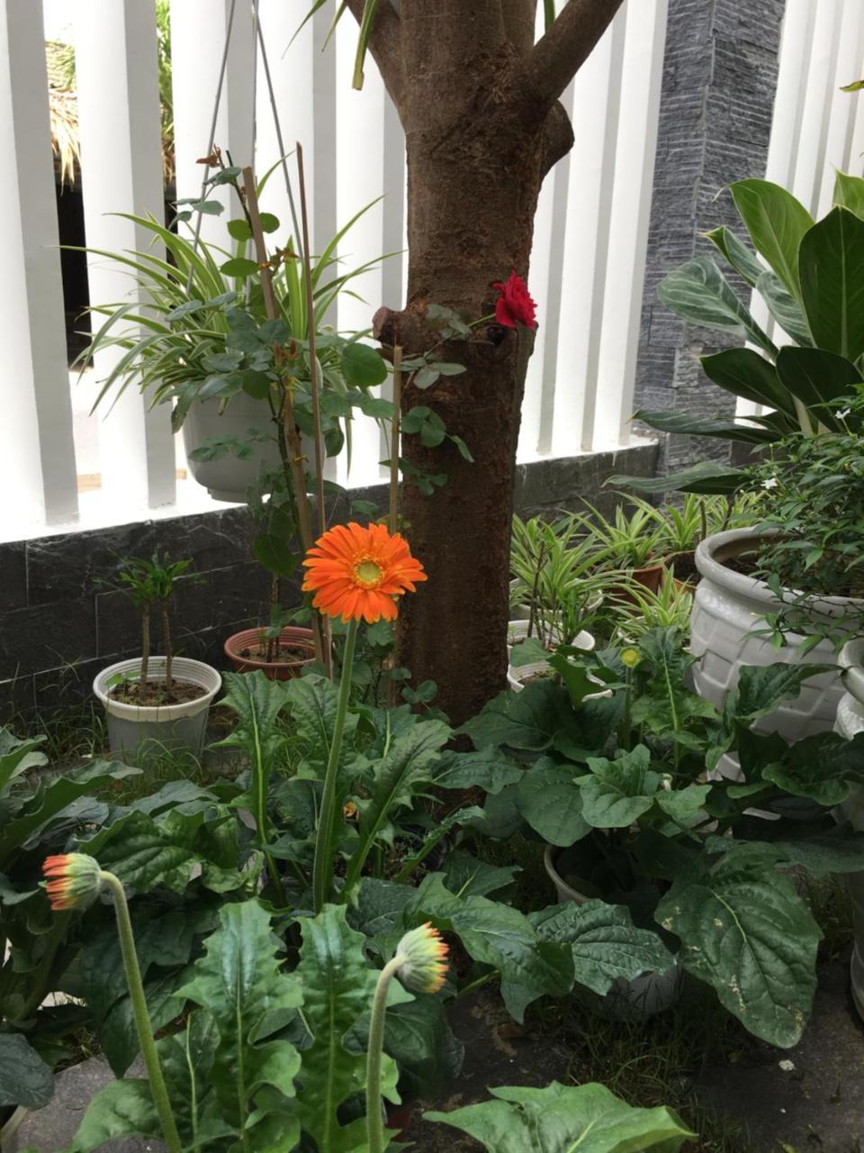 An Bang Scent Beach Homestay Hội An Buitenkant foto